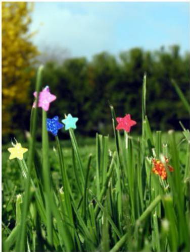 l'herbe de mon jardin